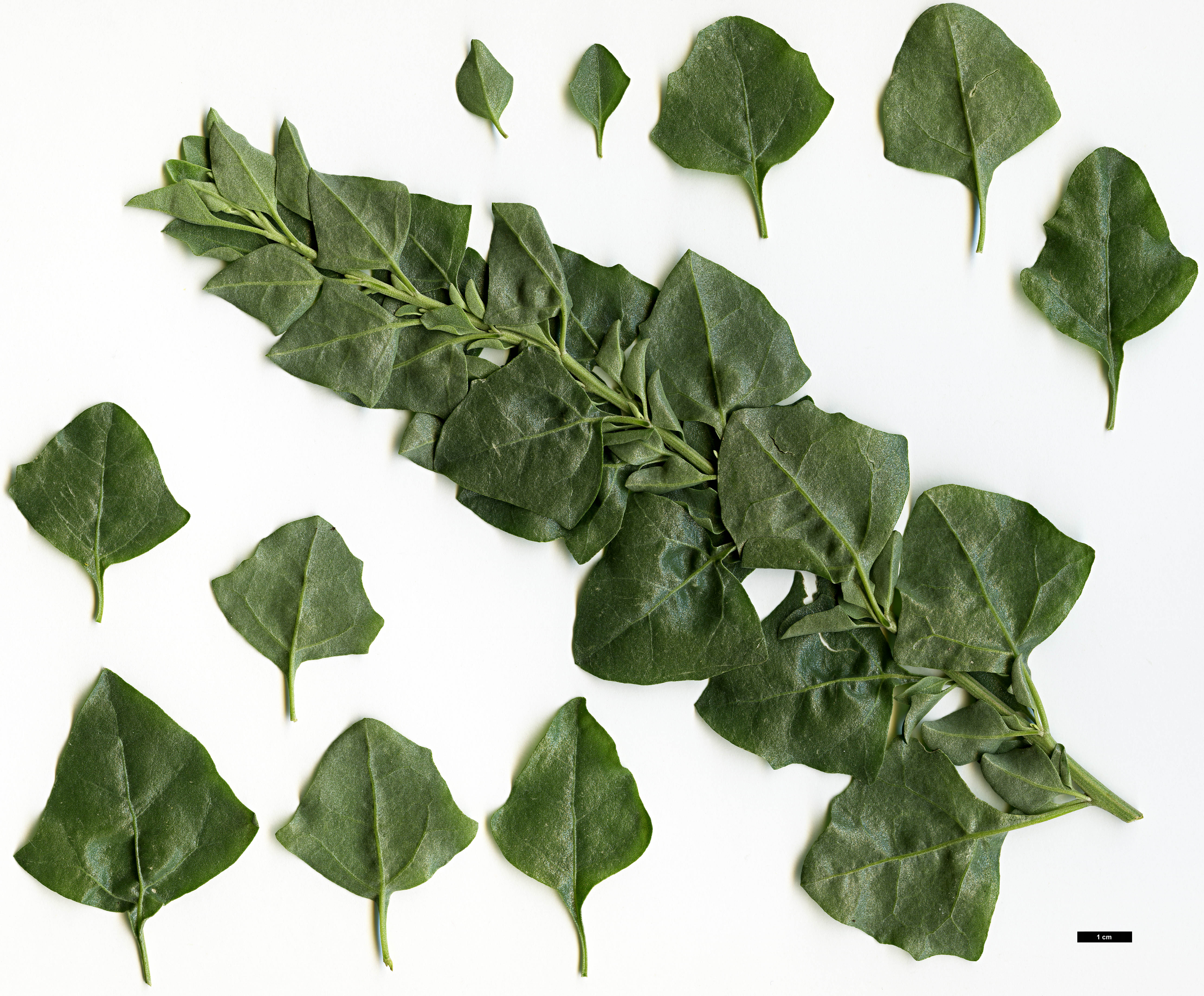 High resolution image: Family: Amaranthaceae - Genus: Atriplex - Taxon: halimus